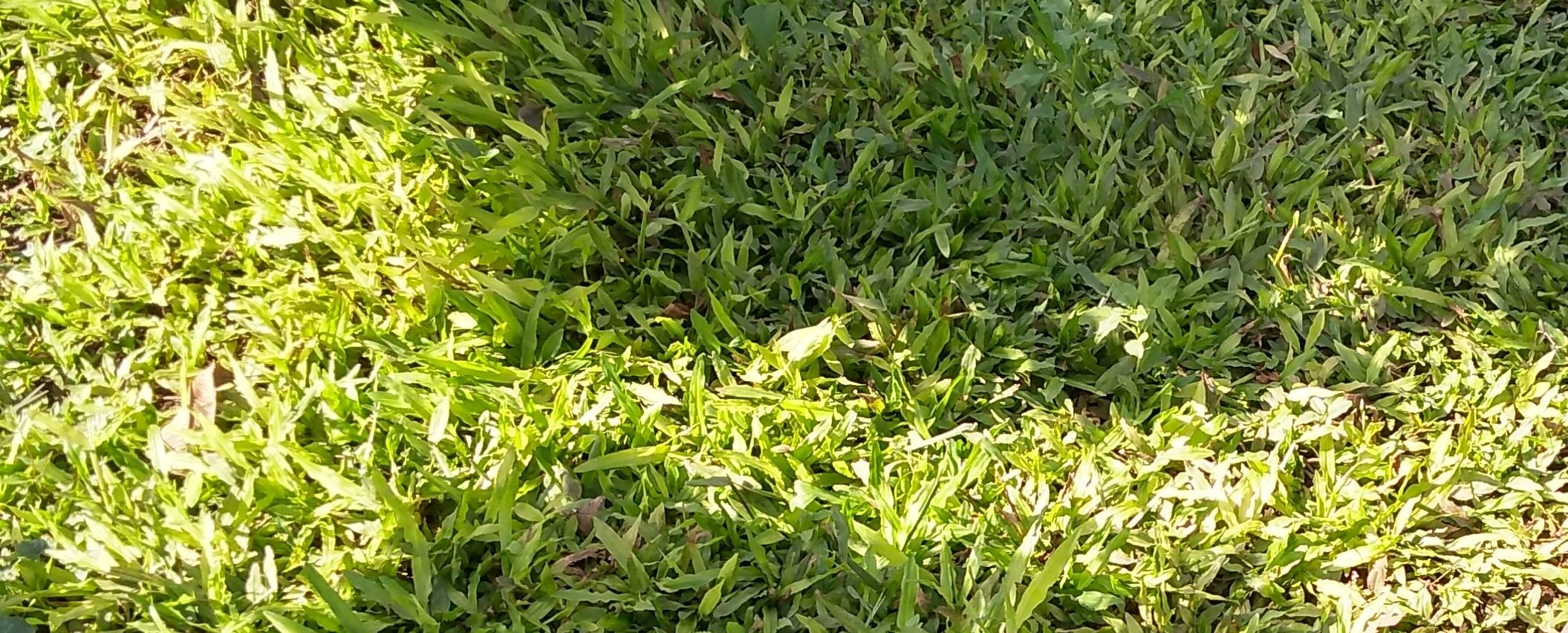 Paspalum lawn