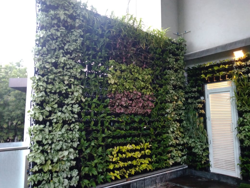 Vertical Garden Pune