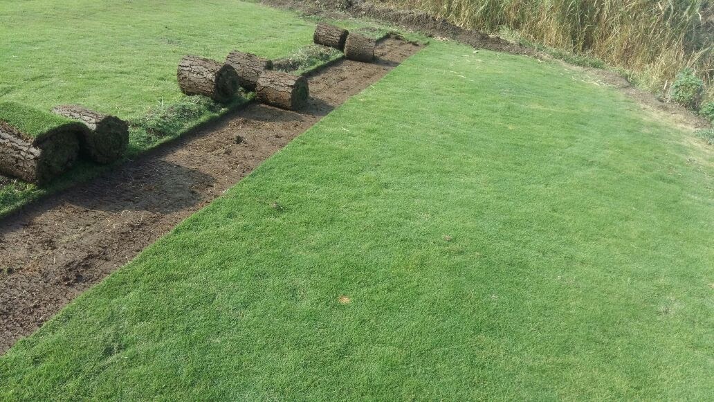 lawn grass pune