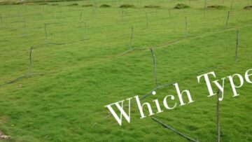 Types of Lawn Grass Available in Pune